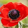 Fleurs rouges et noires image de Fleurs rouges et noires 100*100