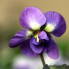 image de Violette 100*100
