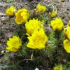 image de Adonis vernalis 100*100