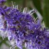 image de Agnus castus 100*100
