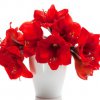 image de Amaryllis 100*100