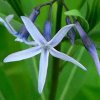 image de Amsonia 100*100