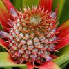 image de Ananas 100*100