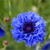 image de Bleuet 100*100
