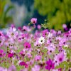 image de Boltonia 100*100