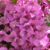 image de Bougainvilliers 100*100