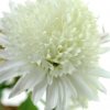 image de Chrysanthème 100*100