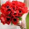 image de Coquelicot 100*100