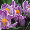 image de Crocus 100*100