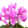 image de Cyclamen 100*100