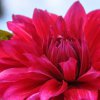 image de Dahlia 100*100