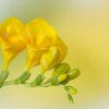 image de Freesia 100*100