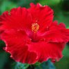 image de Hibiscus 100*100