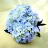 image de Hortensia 100*100
