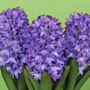 image de Jacinthe 100*100