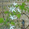 image de Jasmin 100*100