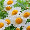 image de Marguerite 100*100