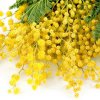 image de Mimosa 100*100