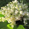 image de Muguet 100*100