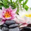 image de Nénuphar 100*100