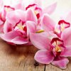 image de Orchidée 100*100