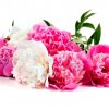 image de Pivoine 100*100